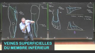 Anatomie des veines superficielles du membre inférieur Membre inférieur 11 [upl. by Zak360]