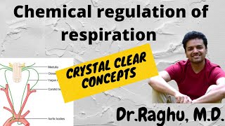 Chemical regulation of respiration [upl. by Gnuhn]