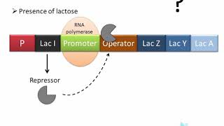 Lac Operon  regulation of gene expression in prokaryotes [upl. by Nottirb]