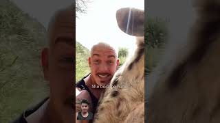 Hyena welcome hyena wildlife animals cute pet hyena [upl. by Aydan]