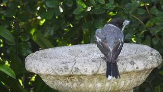 Grey Butcherbird Hervey Bay Qld [upl. by Torosian]