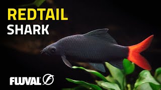 Species Spotlight  Redtail Shark [upl. by Quickman775]