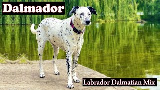 Dalmador  Everything To Know Before Buying Labrador Dalmatian Mix [upl. by Coltin]