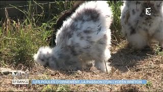 Poules dornement  sauvegarder les espèces bretonnes [upl. by Erb]