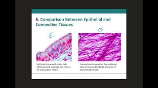 Differentiating Epithelial amp Connective Tissues [upl. by Ahseuqram]