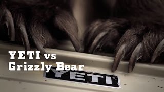 YETI vs Grizzly Bear  YETI Coolers [upl. by Helbonnah]