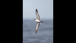 Wedge tailed Shearwater light morph off Mexico 27 Jan 2024 [upl. by Severson]