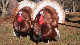 Bourbon Red Turkeys  Heritage Rising Stars [upl. by Ytrebil]