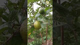 Guava tree Psidium guajava My one and a half year old tree I got this from it [upl. by Harihat]