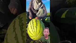 Semangka gede watermelon food fruit satisfying [upl. by Nikolai]