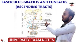 Ascending Tracts  2  Spinal Cord [upl. by Clercq409]