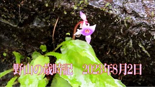 野山の歳時記 猛暑の中で咲き始めた花とシダ 2023年8月2日 [upl. by Eaner]