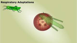 Summary of Respiratory System [upl. by Anikes]