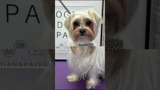 BIEWER TERRIER biewerterrier doggroominglife dogs [upl. by Caton]