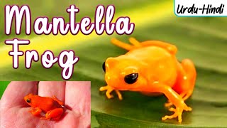 GOLDEN MANTELLA FROG in UrduHindi  WordsPlayingMeDejaVu [upl. by Aixela]