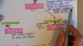 CrossBridge Cycle of Muscle Contraction [upl. by Titus]