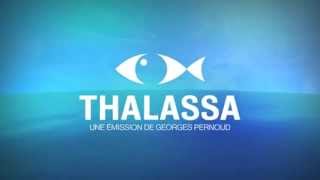 France 3  Thalassa Sonore HQ [upl. by Dalis]