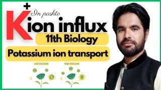 K Ion Influx  Opening and closing of stomata  Potassium ion influx explained in pashto [upl. by Isiad]