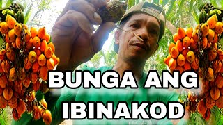 NAGHULIP NG BAKOD  BUHAY BUKID [upl. by Arnon]