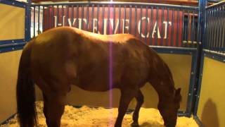 Hydrive Cat at the Stallion Show Dec 15 2012 [upl. by Pincince]