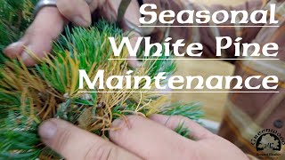 Seasonal White Pine Maintenance  Greenwood Bonsai [upl. by Secnarf]