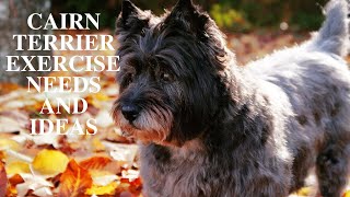 Cairn Terrier Exercise Needs and Ideas [upl. by Athalia]