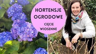 Hortensje ogrodowe przycinanie Hortensje cięcie wiosenne Pielęgnacja hortensji ogrodowych [upl. by Verdi500]