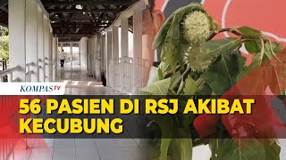 Terkini Sudah 56 Orang Masuk RSJ Akibat Kecubung [upl. by Wooldridge]