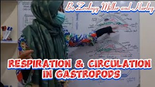 Respiration and Circulation in Gastropods  phylum Mollusca Class Gastropoda Bs Zoology [upl. by Alat]