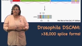 Alternative splicing  Melissa Moore U MassHHMI [upl. by Garrity]