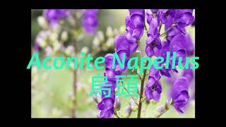 《靈丹妙藥的同類療法》 EP003  烏頭 Aconite Napellus [upl. by Roselle]