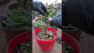 pruning portulacaria afra plants [upl. by Sayres]