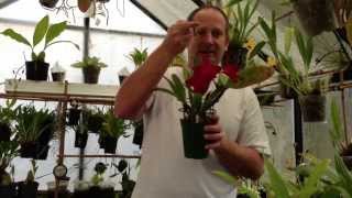 quotHow to Grow Orchidsquot  Tips to REBLOOM a CATTLEYA Orchid and How to rehydrate Sphagnum Moss [upl. by Erbes]