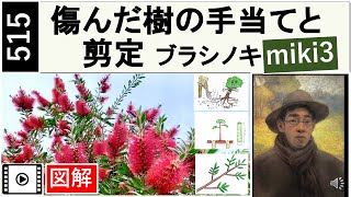 515 傷んだ樹の手当てと剪定。ブラシノキ Pruning brushwood bottlebrush。 Callistemon speciosus。 miki3 [upl. by Nalor]