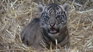 Rare Sumatran Tiger Cub Born at ZSL London Zoo [upl. by Engis584]