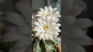 Gymnocalycium [upl. by Sophy]