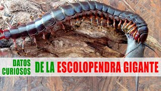 Escolopendra gigante  Datos curiosos de animales [upl. by Niccolo615]