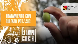 Tratamiento con sulfato potásico de unos olivos de variedad empeltre [upl. by Esilehs]