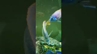 RED EMPRESS STARTING TO COLOR UP love fish africancichlids beautiful mattyfish33 [upl. by Sev]