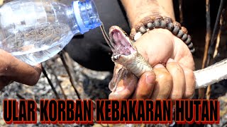 MENOLONG ULAR YANG KEHAUSAN KORBAN KEBAKARAN HUTAN [upl. by Akila]