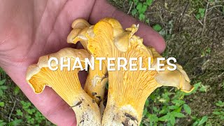 Chanterelle mushroom hunting in Washington PNW [upl. by Naz]