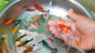 Find Colorful Ornamental fish Goldfish betta fish Catfish lobster koi fish animals Videos [upl. by Zeiger]