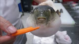 Puffer Fish Eating Carrot For 1 Hour ASMR [upl. by Ailices787]