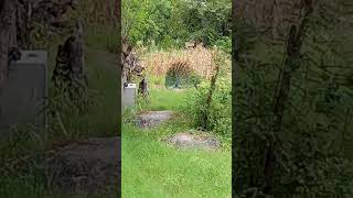 Mare hiwda me nache mor ytshorts radhakrashna shortvideoformat Radha ke sath [upl. by Orihakat841]