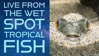 Steenfott Aquatics Live from The Wet Spot Tropical Fish Warehouse [upl. by Aryt529]