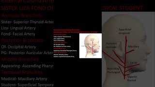 External Carotid Artery Branches Mnemonics [upl. by Drehcir95]