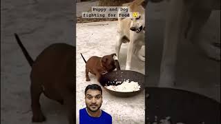 Dog fighting for food 😲🐕 fighting funny puppy doglover pets puppie [upl. by Wildon]