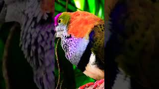 Super fruit dove pigeon shorts exoticbird birds [upl. by Starkey]