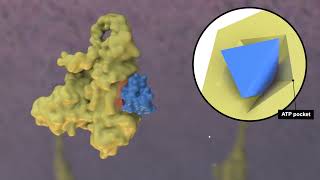 Mechanism of Action for Covalent and NonCovalent BTKi [upl. by Aivekal]