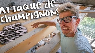 ATTAQUE DE CHAMPIGNONS  Passion Rénovation Ep16  construction maison travaux DIY [upl. by Kissel]